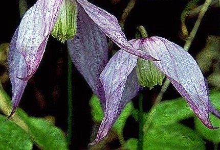 Clematis