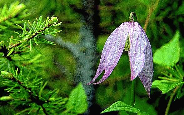 Clematis Two