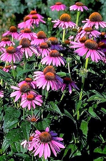 Echinacea One