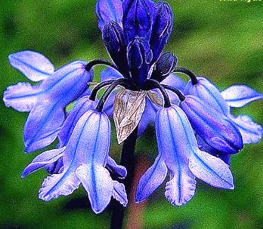 Douglas' Brodiaea (Bluedicks) Wild Hyacinth