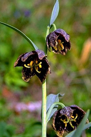 Leopardlily