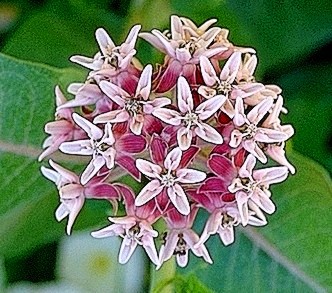 Showy Milkweed