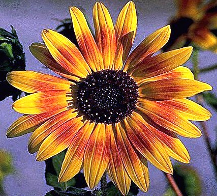 Sunflower One