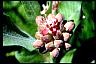 Showy Milkweed II