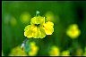 Healthiest Secrets of Life Monkeyflower