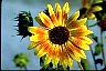 Sunflower At The Healthiest Secrets of Life