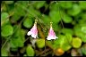 Twinflower