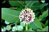 Showy Milkweed