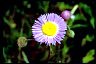 Erigeron