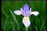 Rocky Mountain Iris - Healthiest Secrets of Life