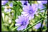 Chicory Means Healthiest Secrets of Life Chicory