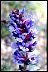 Healthiest Secrets of Life Penstemon