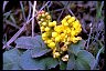 Healthiest Secrets of Life OregonGrape