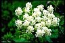 Healthiest Secrets of Life Cow parsnip