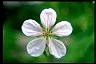 Geranium - Healthiest Secrets of Life